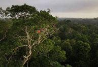 Análise: Saída dos EUA do Acordo de Paris é desafio para a COP30