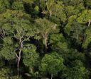 Incêndios ameaçam biodiversidade até em áreas que não foram queimadas