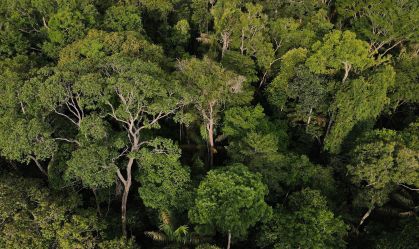 Incêndios ameaçam biodiversidade até em áreas que não foram queimadas
