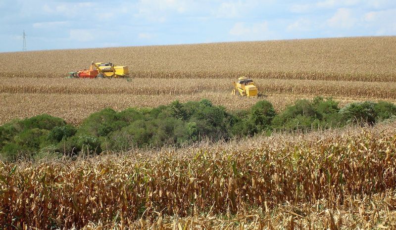 Produtores colhem milho em fazenda em Xanxerê, Santa Catarina
