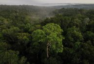 Contaminação por mercúrio na região amazônica será analisada por universidades