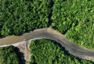 Estado do Tocantins oferecerá R$ 2,5 bilhões em créditos de carbono