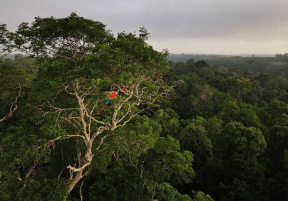 Amazônia tem queda no desmatamento pelo segundo ano seguido