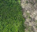 Seis anos consecutivos de queda: Pará reduz em 41% o desmatamento em junho