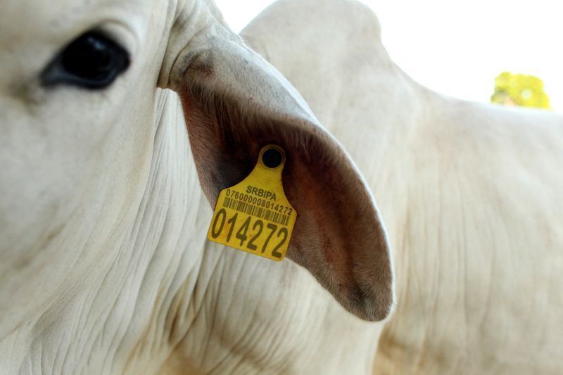 Vaca etiquetada em leilão na cidade de Xinguara, no Pará