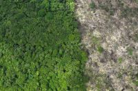 Brasil pode arrecadar US$ 1,4 bi por ano com crédito de carbono, diz estudo