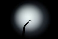 Mosquitos aumentaram apetite por sangue humano no Brasil, aponta estudo