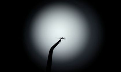 Mosquitos aumentaram apetite por sangue humano no Brasil, aponta estudo