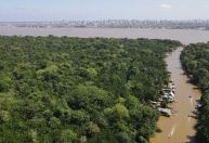 Análise: Entenda como o Fundo Florestas Tropicais para Sempre vai funcionar