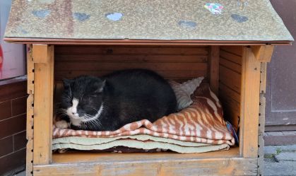 "Kim Kardashian do mundo dos gatos" atrai turistas para cidade polonesa
