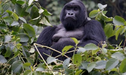 O que nos torna humanos? Estudo do genoma de primatas oferece algumas pistas