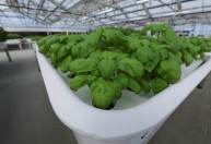 Fundo de tecnologia de Bill Gates aposta em startup de ‘robôs agricultores’
