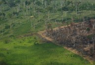 Desmatamento na Amazônia indica perda de controle, diz especialista