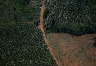 Governo federal estuda reativar Fundo Amazônia