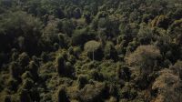 COP30: Governo brasileiro e ONU detalham iniciativas éticas sobre mudanças