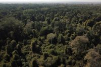 Rumo à COP30: Construindo um Brasil protagonista na economia verde