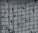 Porto Alegre registra 16 mortes e quase 15 mil casos confirmados de dengue