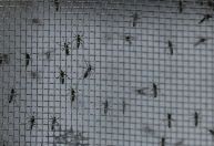 Brasil ultrapassa 5 milhões de casos prováveis de dengue em 2024