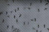 Porto Alegre registra 16 mortes e quase 15 mil casos confirmados de dengue