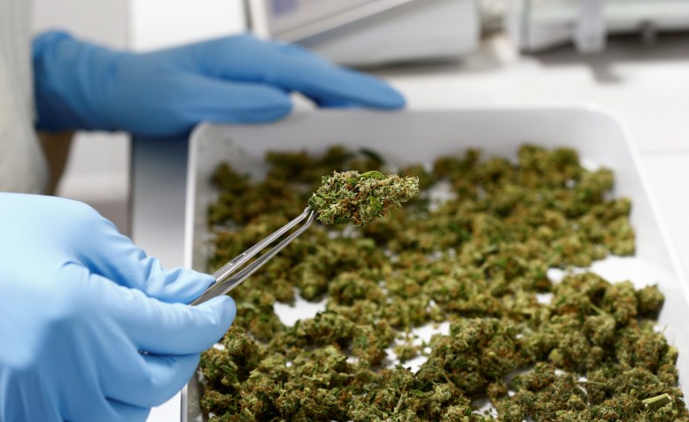 Funcionário de laboratório que trabalha com medicamentos a base de maconha na Alemanha /