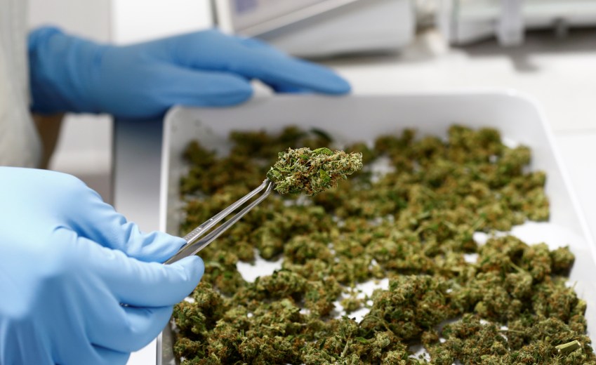 Funcionário de laboratório que trabalha com medicamentos a base de maconha na Alemanha /