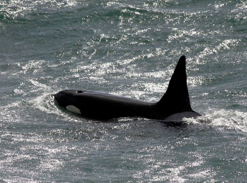 Uma orca, ou baleia assassina, em direção à praia na região patagônica de Punta Norte, na Argentina / 21/03/2008 REUTERS/Enrique Marcarian