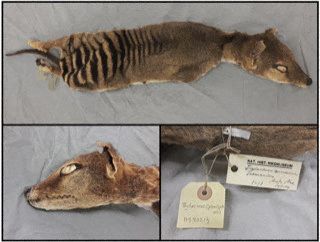 Restos dissecados do tigre da Tasmânia, de uma coleção do