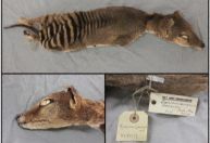 RNA de tigre da Tasmânia extinto é recuperado pela primeira vez