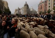Ovelhas e cabras “invadem” as ruas de Madri; entenda o que aconteceu