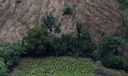 Colômbia estuda autorizar produção de coca e papoula para uso médico e industrial