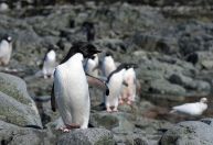Cientistas analisam microplásticos em fezes de pinguins na Antártida