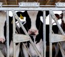 Veja como as exportações são afetadas com certificado livre de febre aftosa