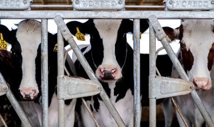 OMS: Há risco de propagação da gripe aviária para vacas fora dos EUA