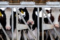 Veja como as exportações são afetadas com certificado livre de febre aftosa