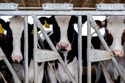 Vacas em fazenda de Rockford, Illinois