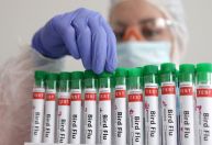 Reino Unido diz que detectou gripe aviária em ovelha pela primeira vez