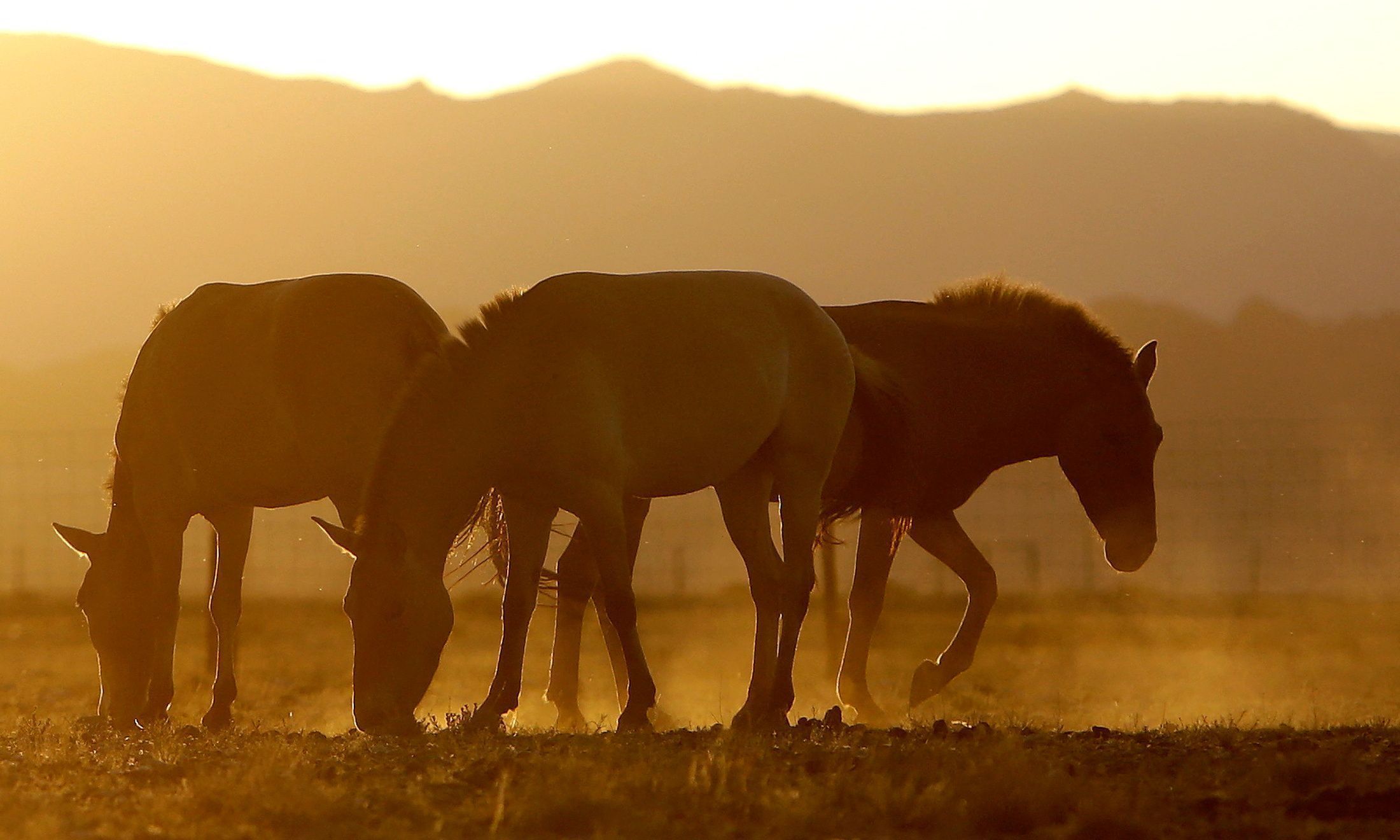 Cavalos de Przewalski pastam nas primeiras horas da manhã no