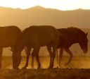 Ração contaminada: mais de 240 cavalos já morreram, afirma ministério