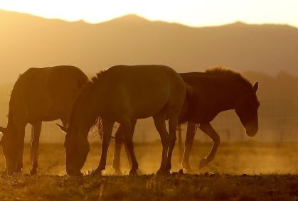 Ração contaminada: mais de 240 cavalos já morreram, afirma ministério