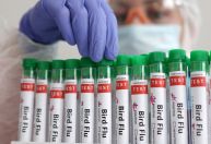OMS confirma caso de gripe aviária em criança na Índia