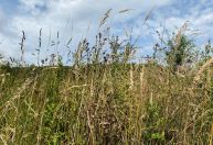 Países da União Europeia aprovam lei histórica sobre natureza após atrasos