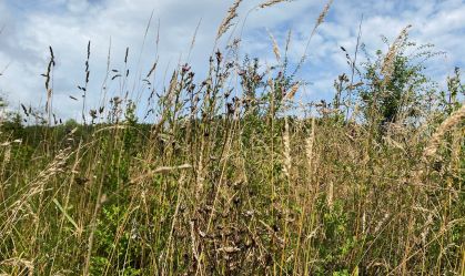 Reserva natural perto da cidade belga de Leuven