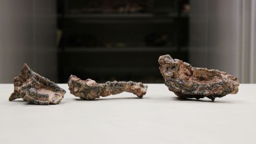 Fóssil do crânio do réptil Gracilisuchidae, do Período Triássico, na Universidade Federal de Santa Maria, no Rio Grande do Sul, Brasil