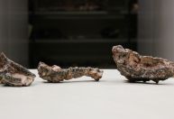 Fósseis de réptil parecido com crocodilo são achados no Brasil