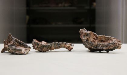 Fósseis de réptil parecido com crocodilo são achados no Brasil