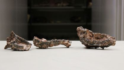 Fóssil do crânio do réptil Gracilisuchidae, do Período Triássico, na Universidade Federal de Santa Maria, no Rio Grande do Sul, Brasil