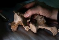 Ossos de animal abatido indicam humanos na América do Sul antes do estimado