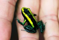 Colômbia tem salto no número de espécies criticamente ameaçadas de extinção