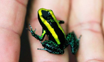 Colômbia tem salto no número de espécies criticamente ameaçadas de extinção