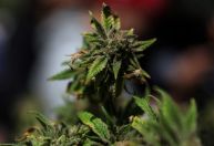 Descriminalização da maconha: STF deve retomar julgamento na quinta (20)